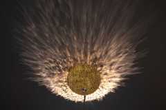 Spe-Gold-7